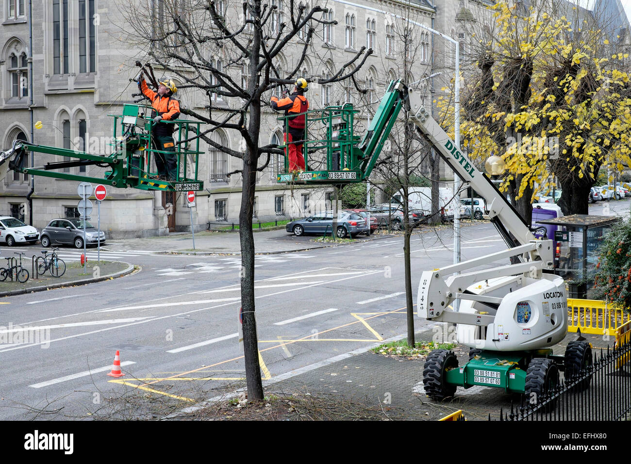 Two tree surgeons on cherry pickers pruning a lime tree, Strasbourg, Alsace, France, Europe Stock Photo