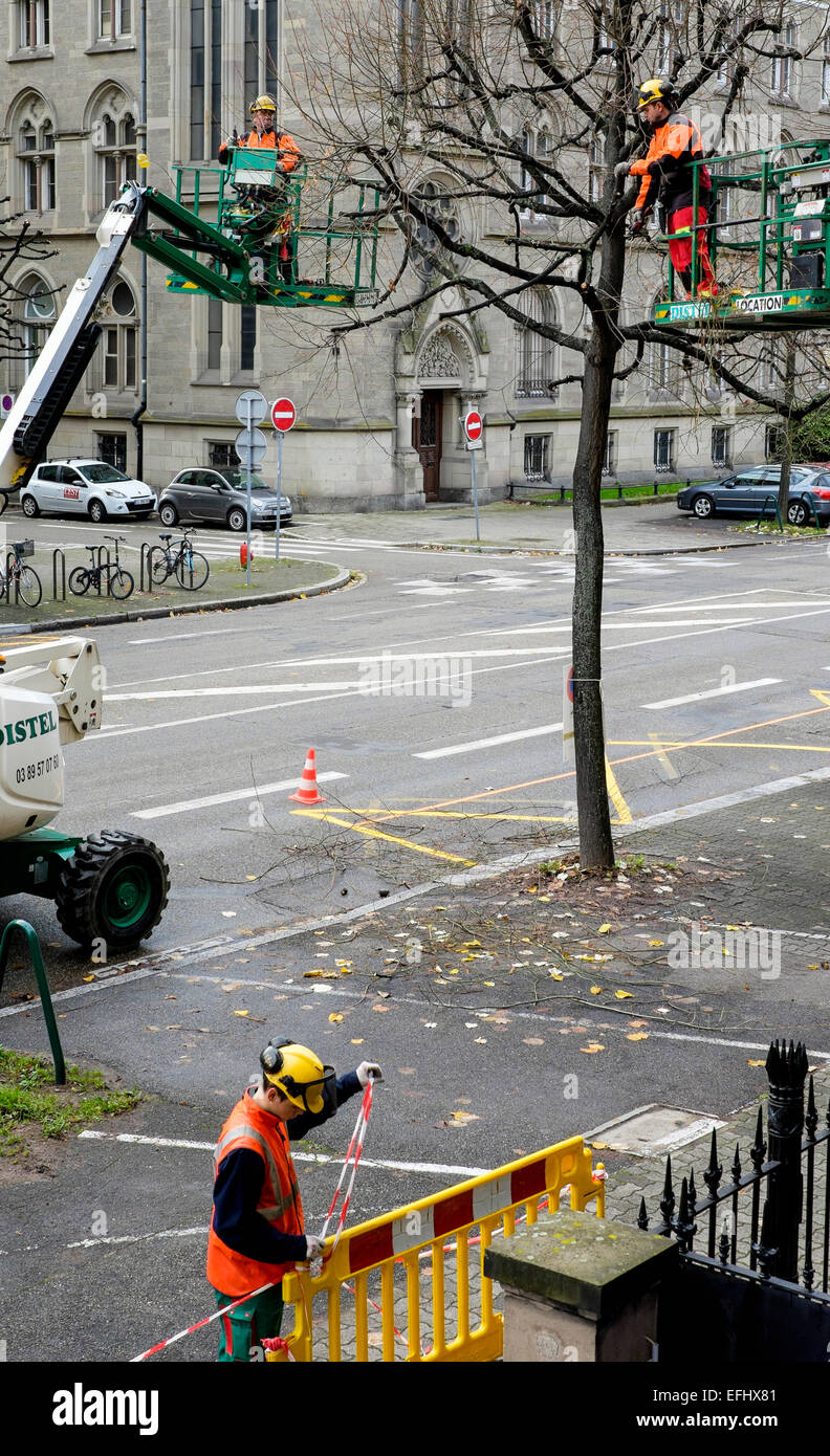 Tree surgeons on cherry pickers pruning a lime tree, Strasbourg, Alsace, France Stock Photo