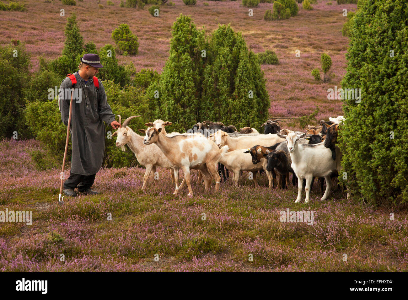 Shepherd in the Lueneburger heath, Lueneburger Heide, Lower Saxony, Germany Stock Photo