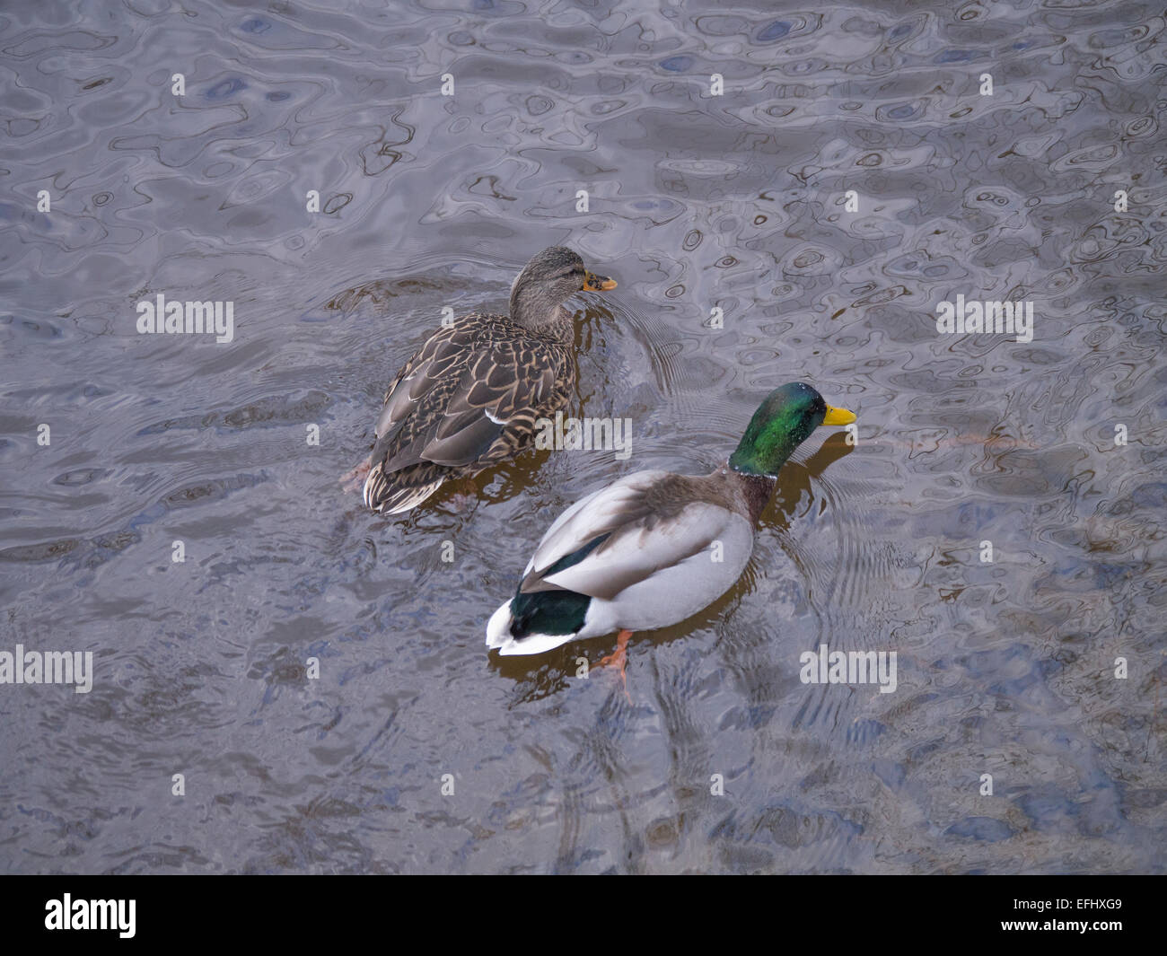 Ducks on river Stock Photo