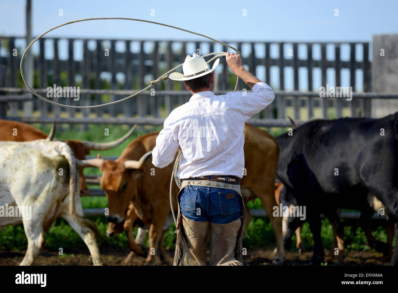 Cowboy with lasso, George Gaber, owner of La Reata Ranch, Saskatchewan, Canada Stock Photo