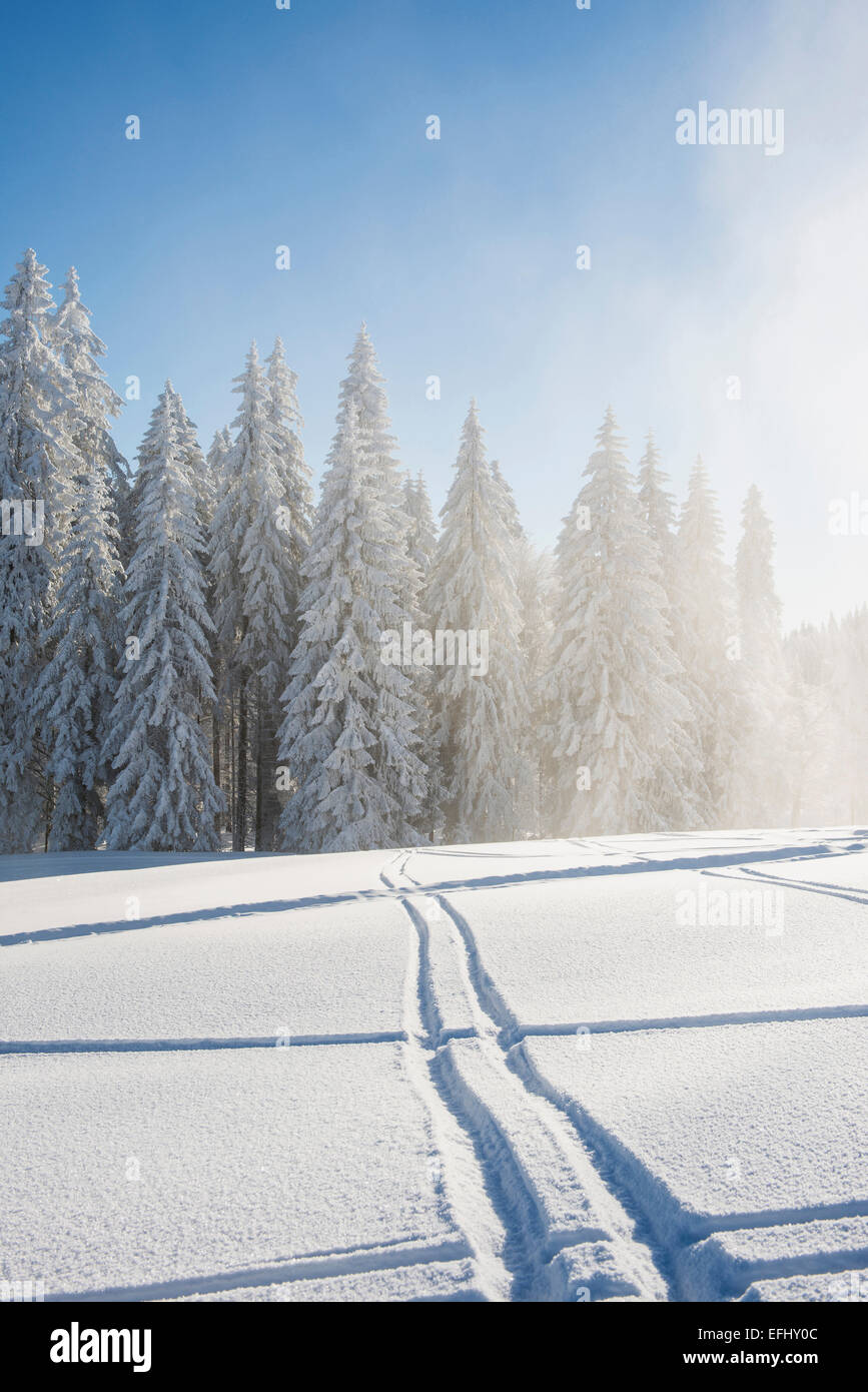 Snow covered trees and ski tracks, Schauinsland, near Freiburg im Breisgau, Black Forest, Baden-Wuerttemberg, Germany Stock Photo