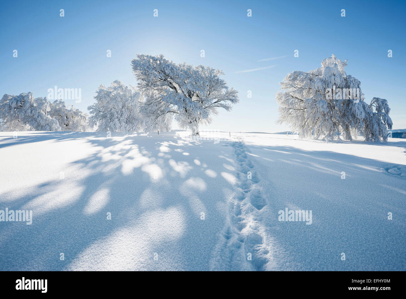 Footprints in fresh snow and snow covered trees, Schauinsland, near Freiburg im Breisgau, Black Forest, Baden-Wuerttemberg, Germ Stock Photo