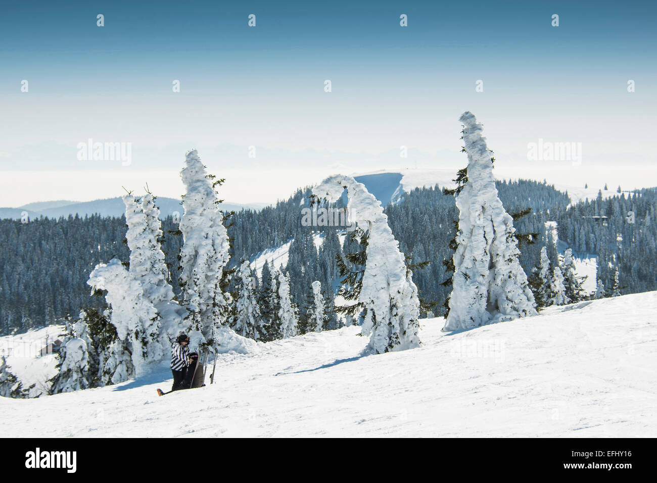 Snow covered fir trees and skier, Feldberg, Black Forest, Baden-Wuerttemberg, Germany Stock Photo