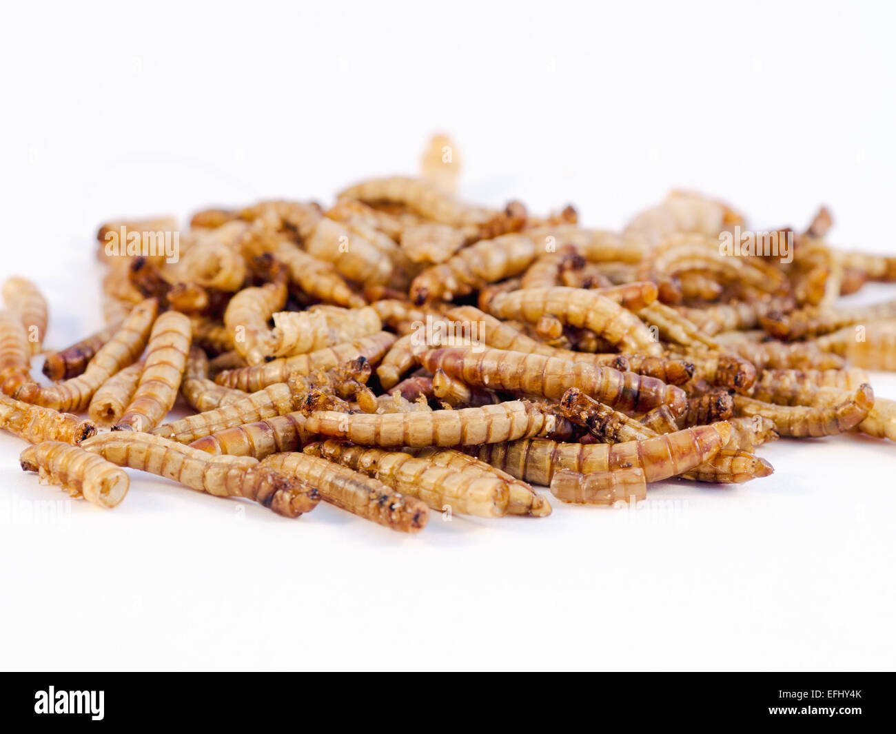 Dried mealworms birds hires stock photography and images Alamy