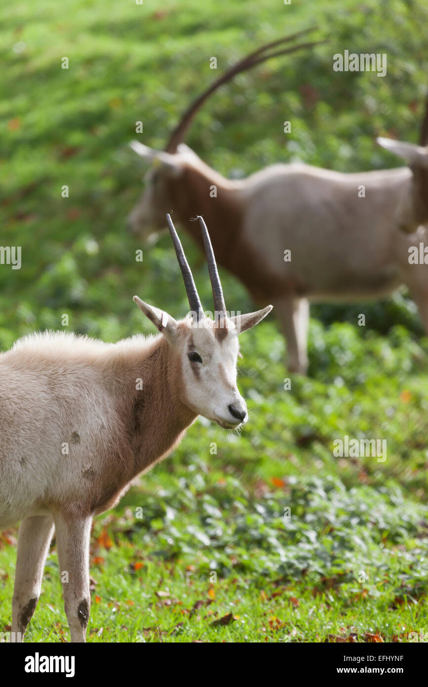 UK, Whipsnade zoo, Scimitarhorned Oryx. (Oryx dammah Stock Photo Alamy