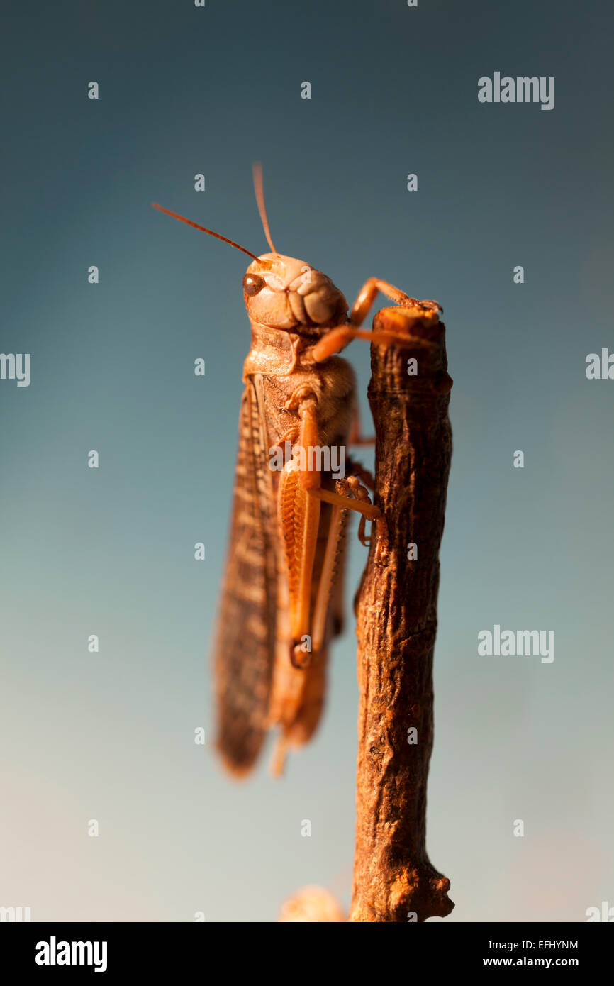 Whipsnade zoo : wildlife - desert locust (Schistocerca gregaria). Stock Photo