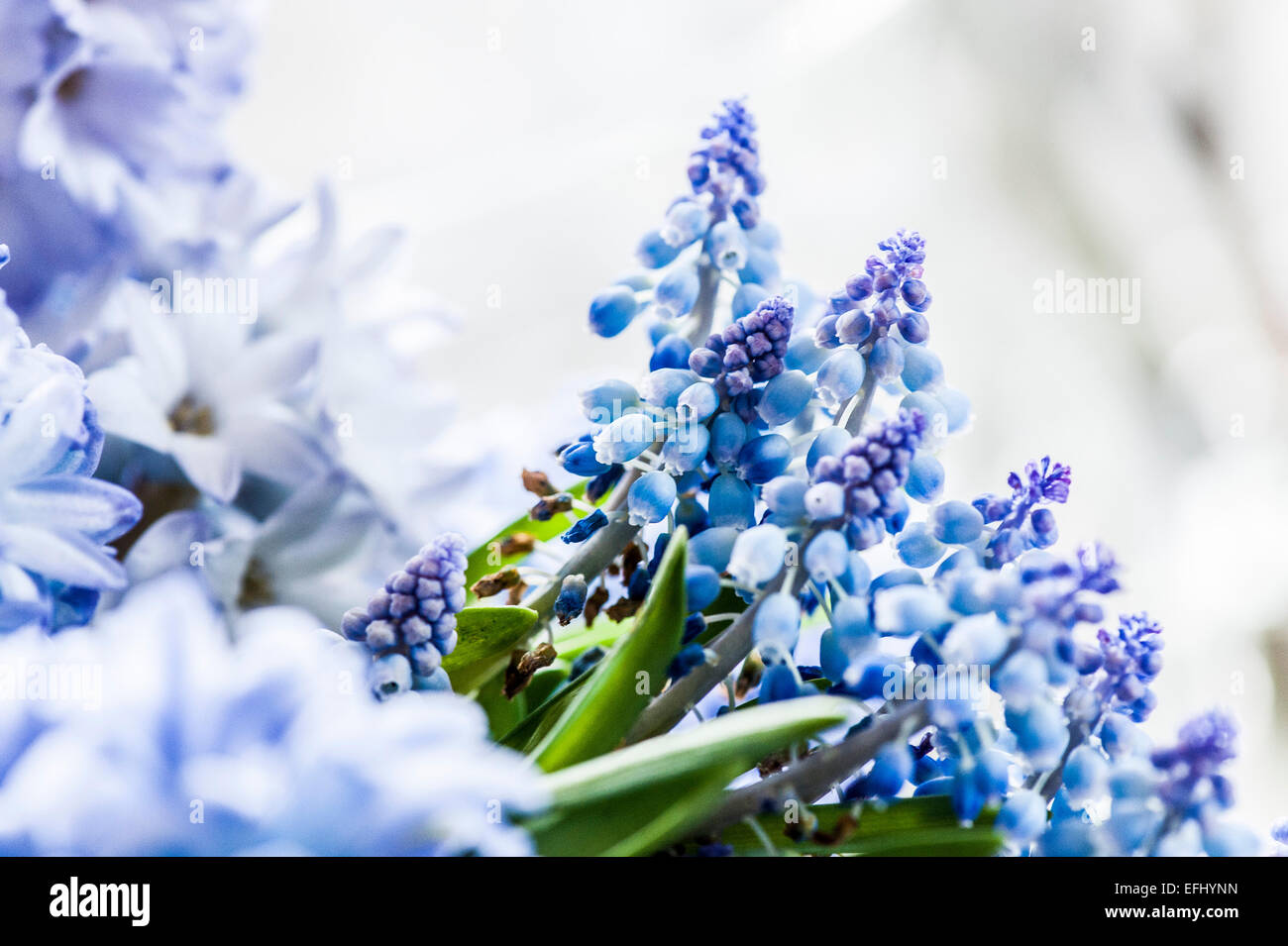 Lilac hyacinths and grape hyacinth with bluebells, Hamburg, Germany