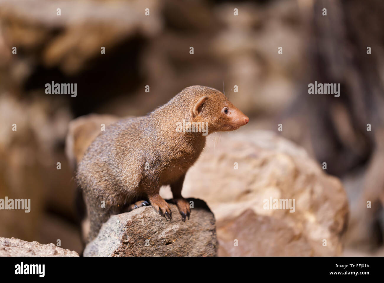 Whipsnade zoo : wildlife - Common dwarf mongoose (Helogale parvula). Stock Photo