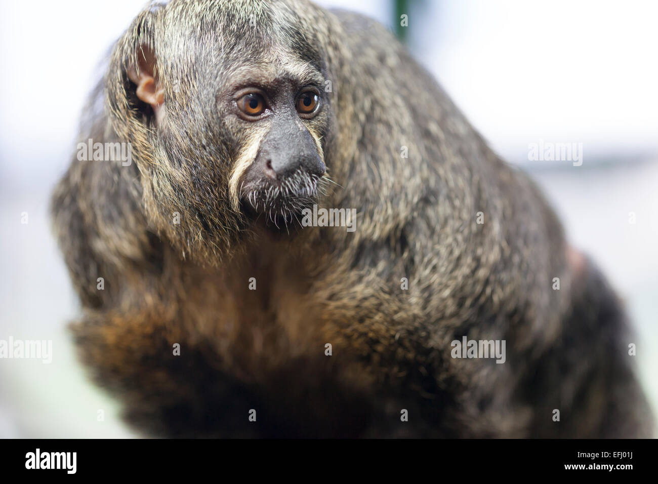 Whipsnade zoo : wildilfe - Female White-faced Saki Monkey (Pithecia pithecia). Stock Photo