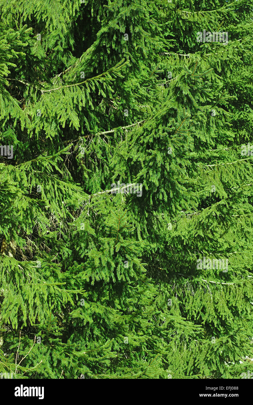 spruce fir tree woods natural background Stock Photo - Alamy