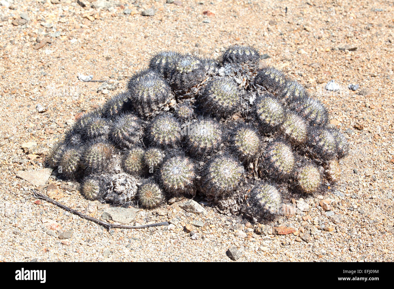 Copiapoa cinerascens. Pan de Azucar National park. Region de Antofagasta & Atacama. Chile. Stock Photo