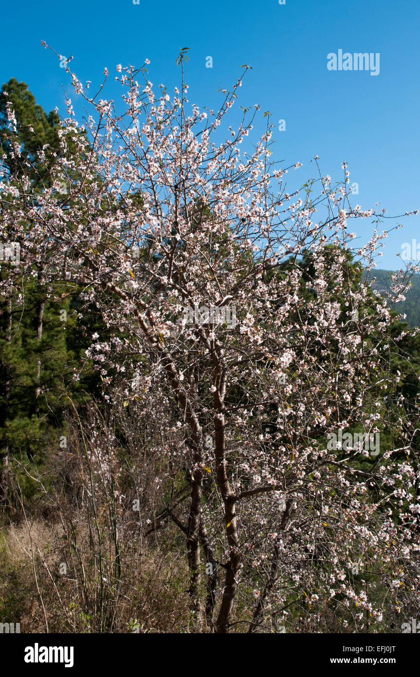 Almond is native to the Middle East but cultivated in many other regions. On La Palma it is flowering in February. Stock Photo