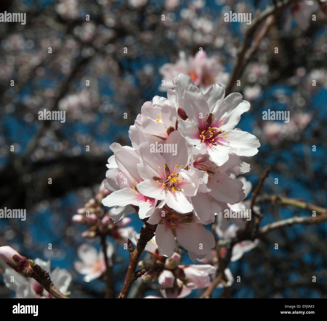 Almond is native to the Middle East but cultivated in many other regions. On La Palma it is flowering in February. Stock Photo