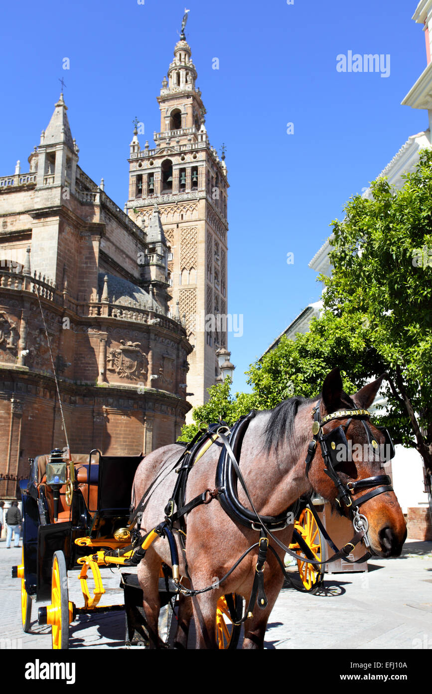 Carriage and horse near Cathedral, Seville Stock Photo
