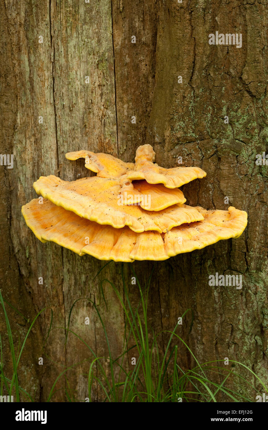 edible mushroom (Laetiporus sulphureus) grown on tree Stock Photo