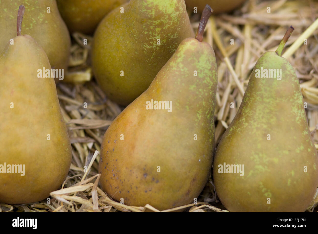 Pears in a straw bed Stock Photo