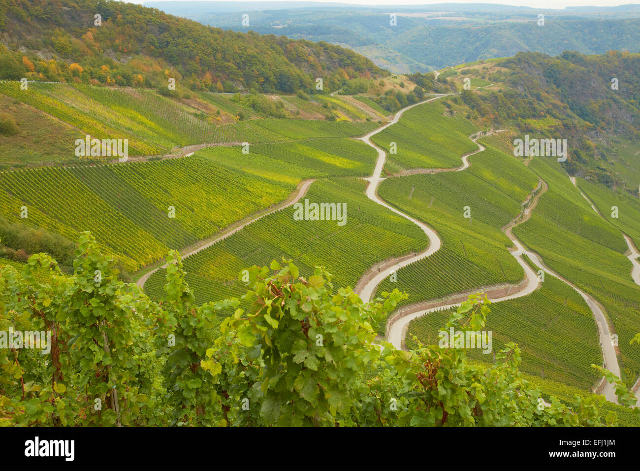View towards vineyards near Piesport, Mosel, Rhineland-Palatinate, Germany, Europe Stock Photo