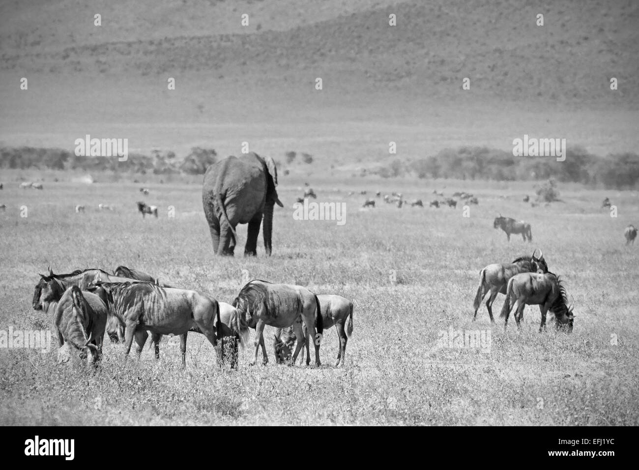 Black and white image of an african elephant, Loxodonta Africana, walking in the middle of a herd of blue wilebeest, Connochaete Stock Photo