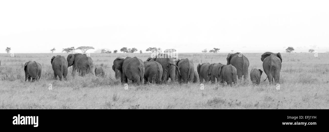 Black and white image of large herd of african elephants, Loxodonta Africana, going away in the savannah in Serengeti National P Stock Photo