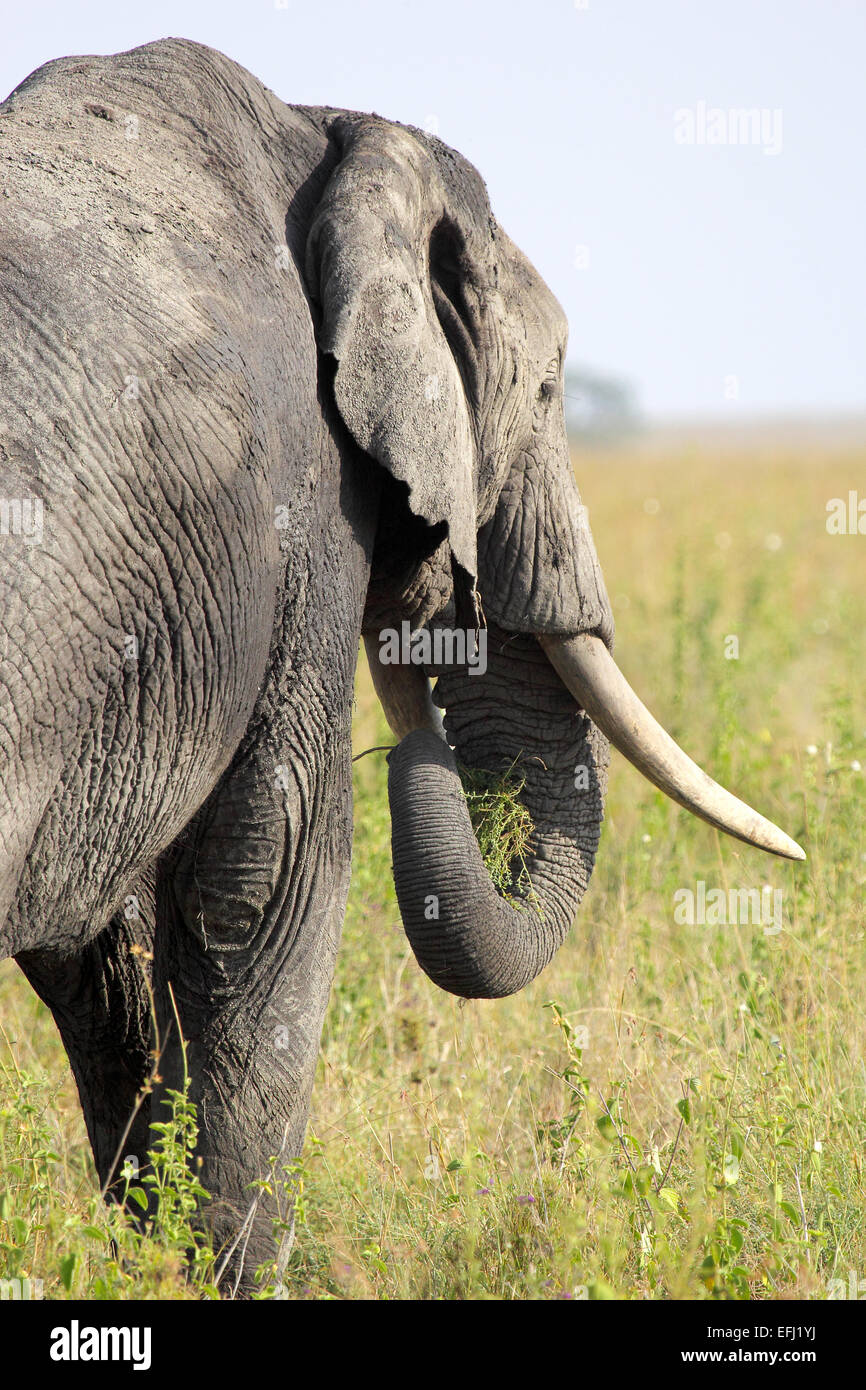 Closeup of african elephant, Loxodonta Africana, from behind in ...