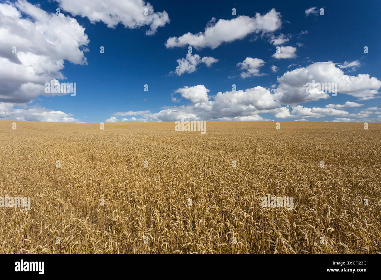 Wheat Field, Cadwell Farm, Ickleford, Hitchin, Herts, England, United Kingdom Stock Photo