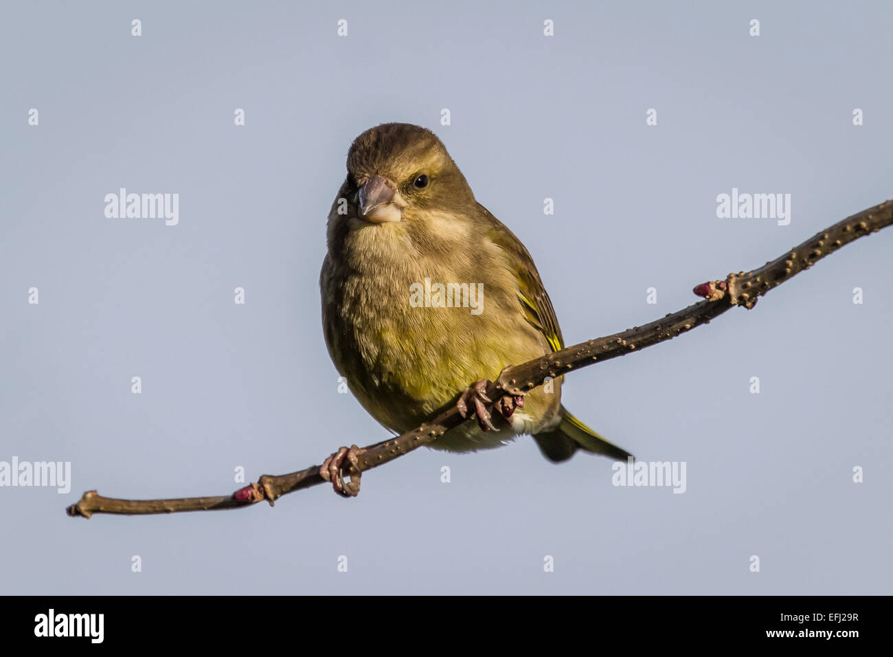 Portrait of a female Greenfinch, Carduelis chloris, perched on a branch against a clear blue sky Stock Photo