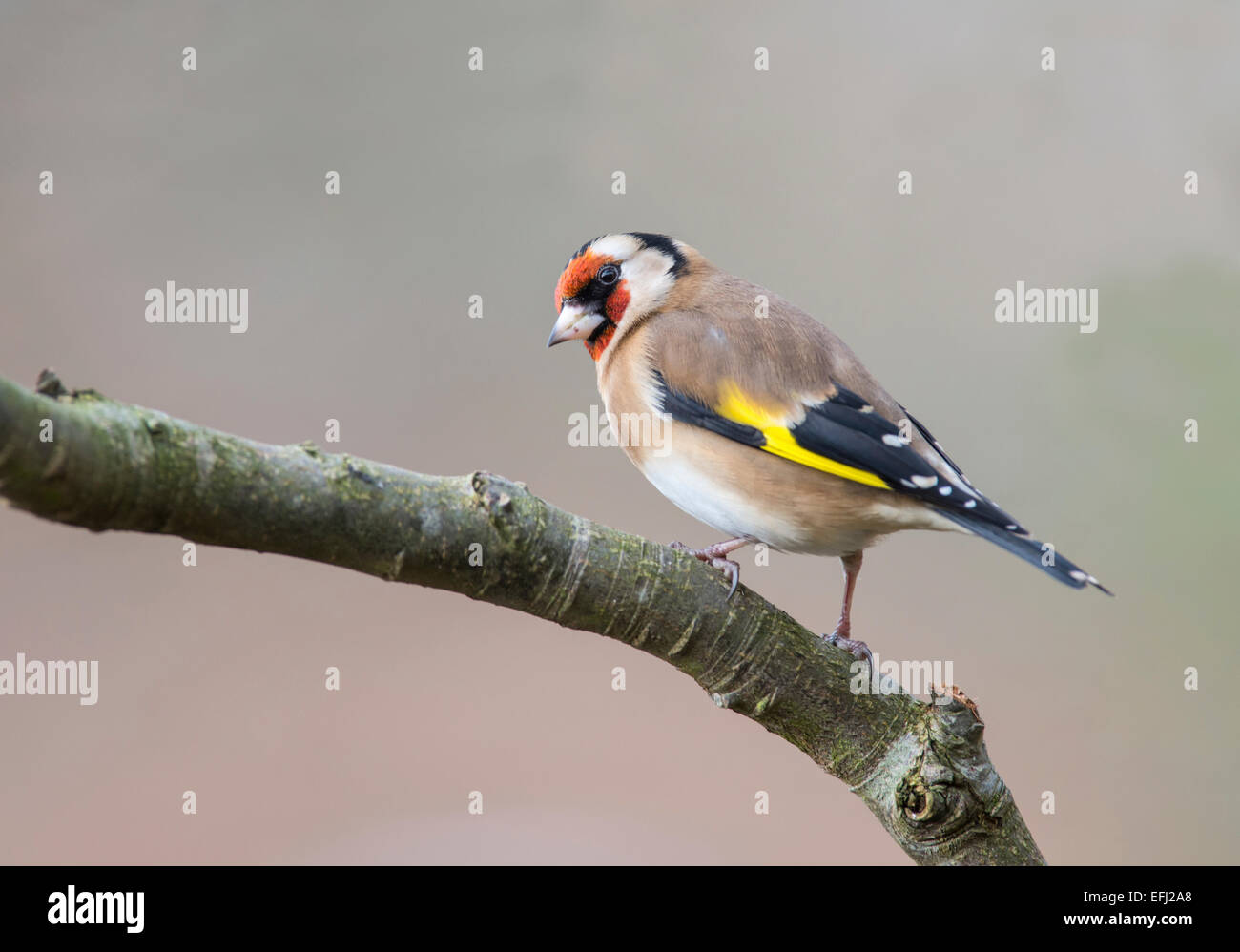 European Goldfinch (Cardeulis cardeulis) perched in a tree in a Hampshire garden. Stock Photo
