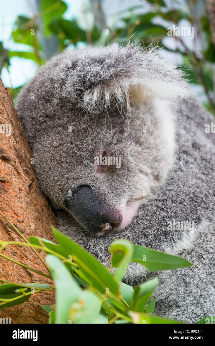 Close up view of a koala sleeping in a tree Stock Photo