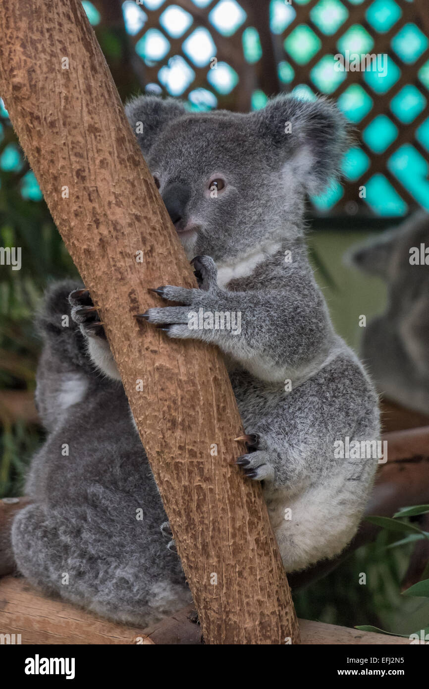 Cute baby koala climbing up a tree branch Stock Photo