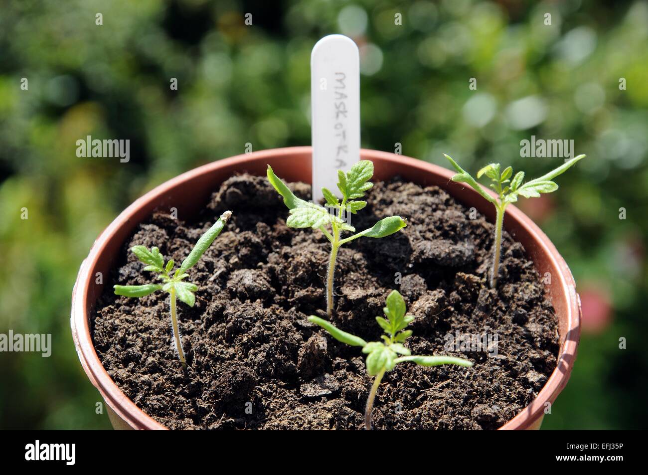 Maskotka cherry tomato seedlings in a plastic pot Stock Photo Alamy