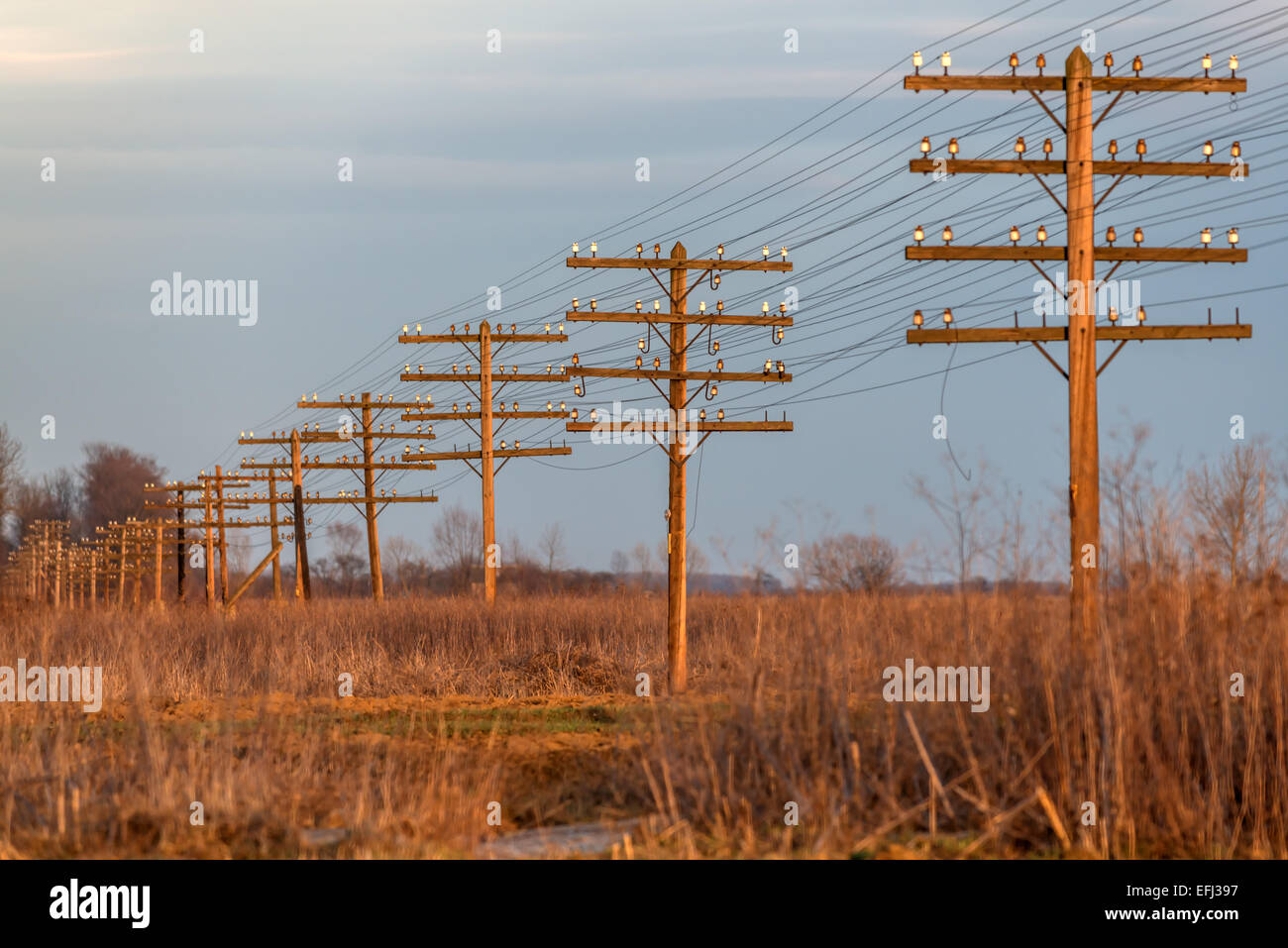 electric posts on sunset background Stock Photo