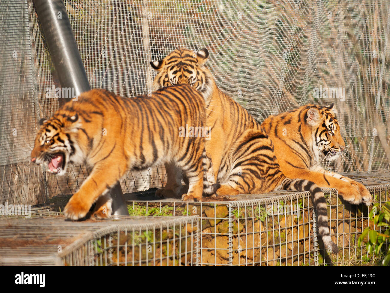 One year old Sumatran Tiger cubs at ZSL, London Zoo Stock Photo - Alamy