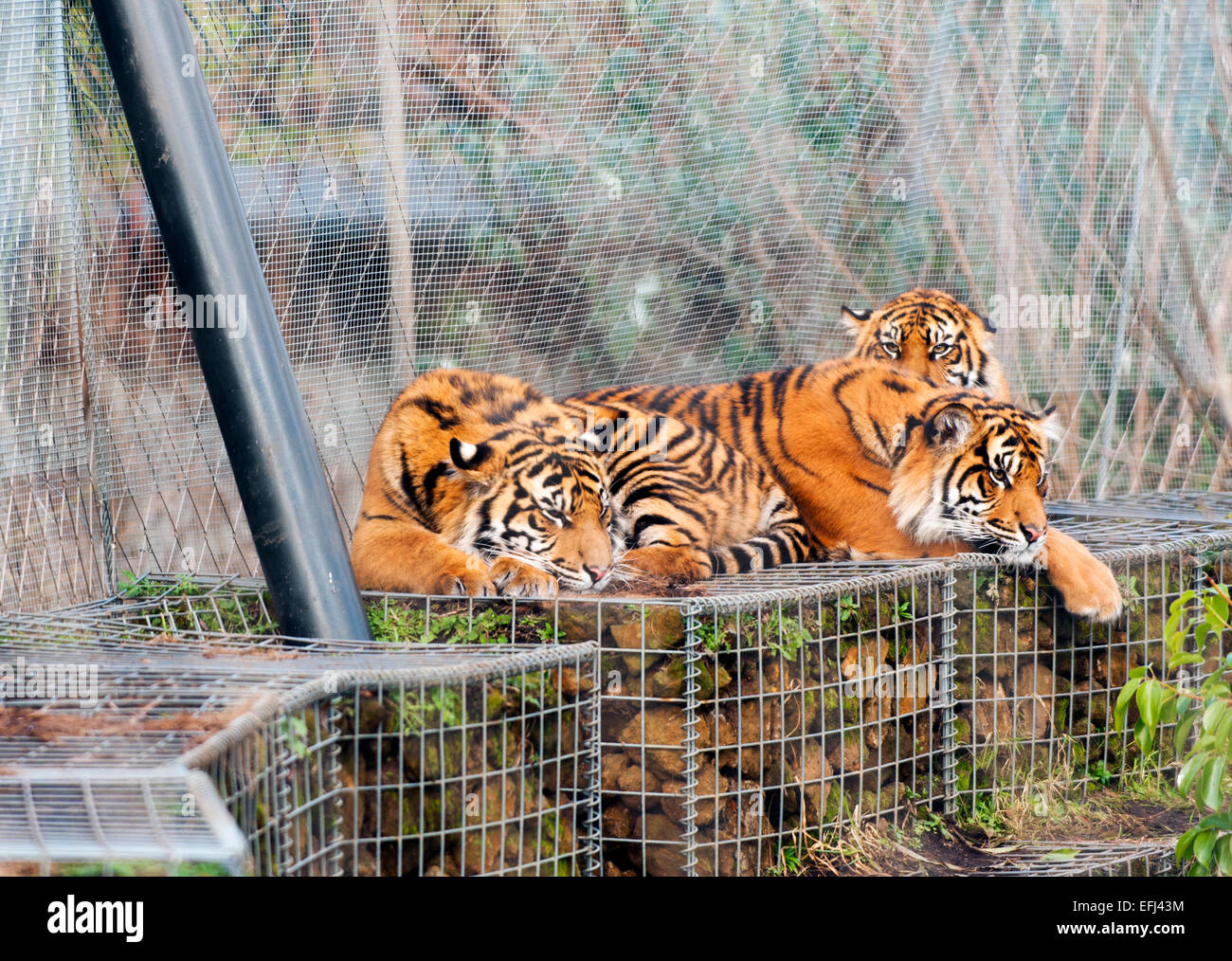 One year old Sumatran Tiger cubs at ZSL, London Zoo Stock Photo - Alamy