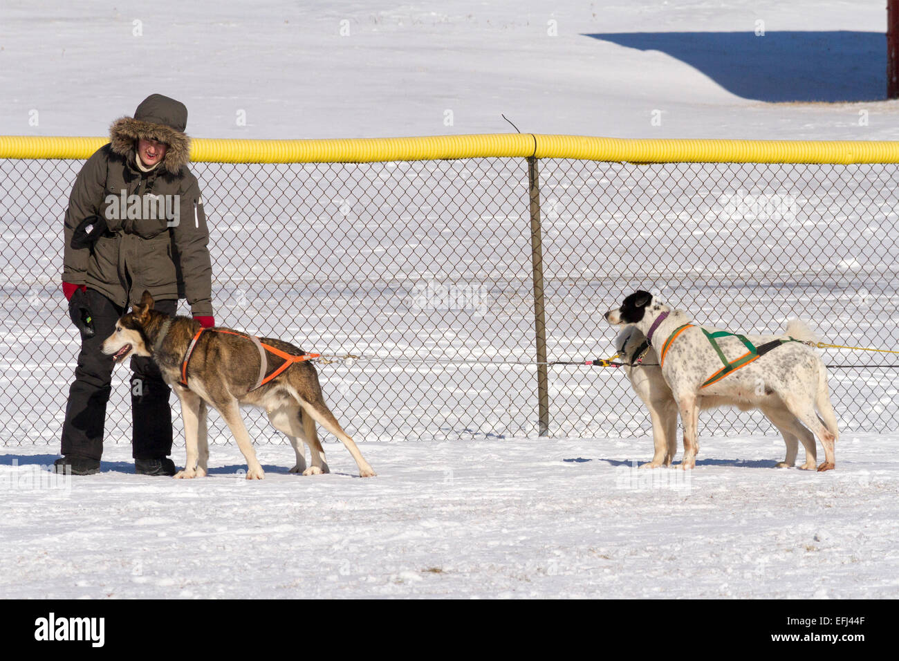 Musher holds on to lead dog on a dog sled ride for kids at the Cannington Dog Sled races & Winter Festival Stock Photo