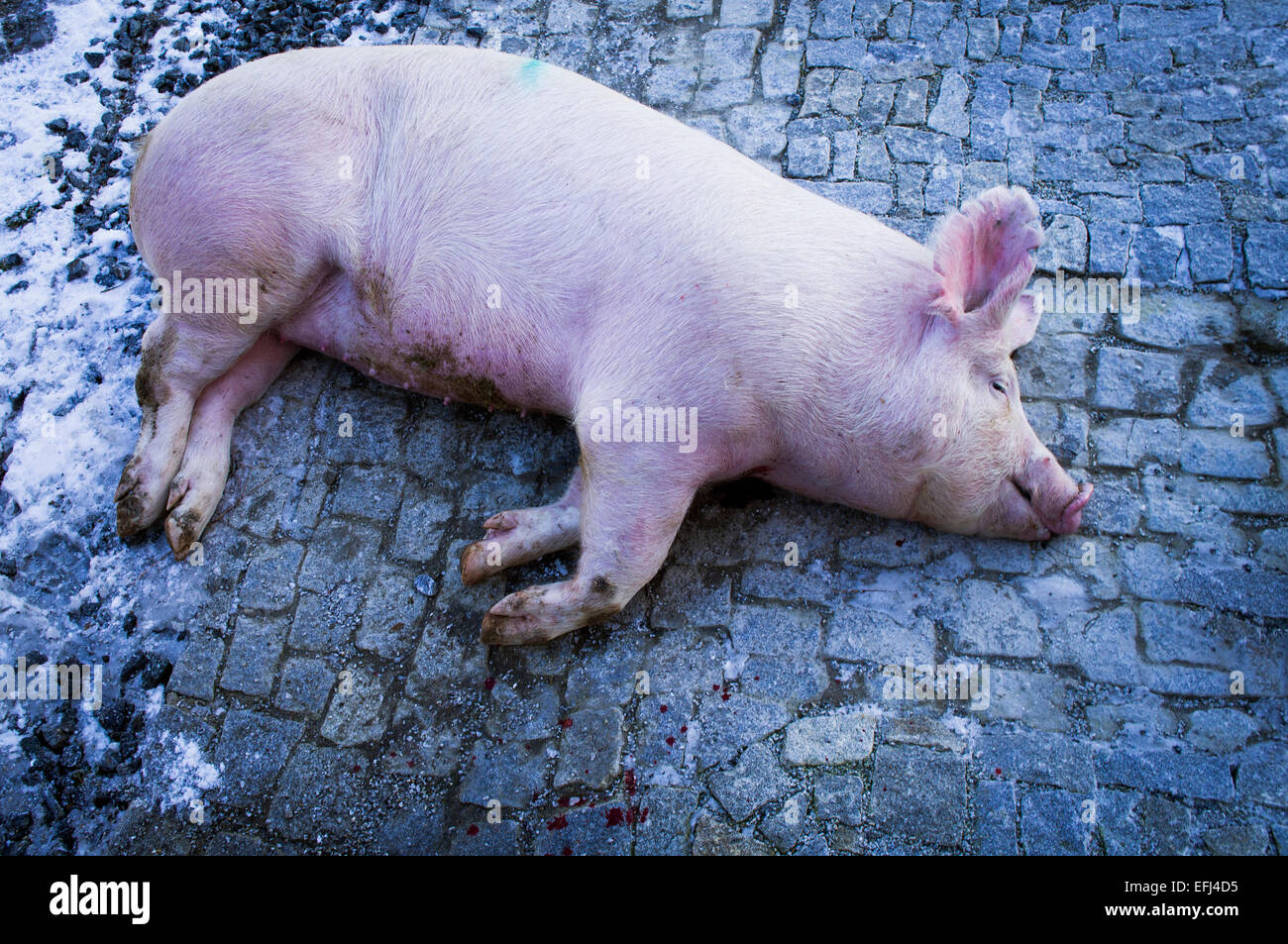 hogkilling time Stock Photo Alamy