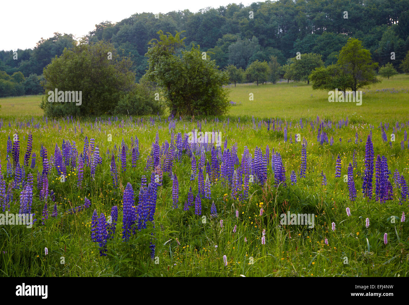 Meadow with lupins, Pottum, Lake Wiesensee, Westerwald, Rhineland-Palatinate, Germany, Europe Stock Photo