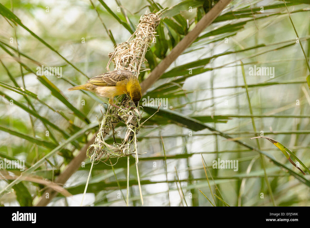 The knotted woven structure of a yellow weaver bird nest being constructed by an adult male. Bird behavior avian behaviour Stock Photo