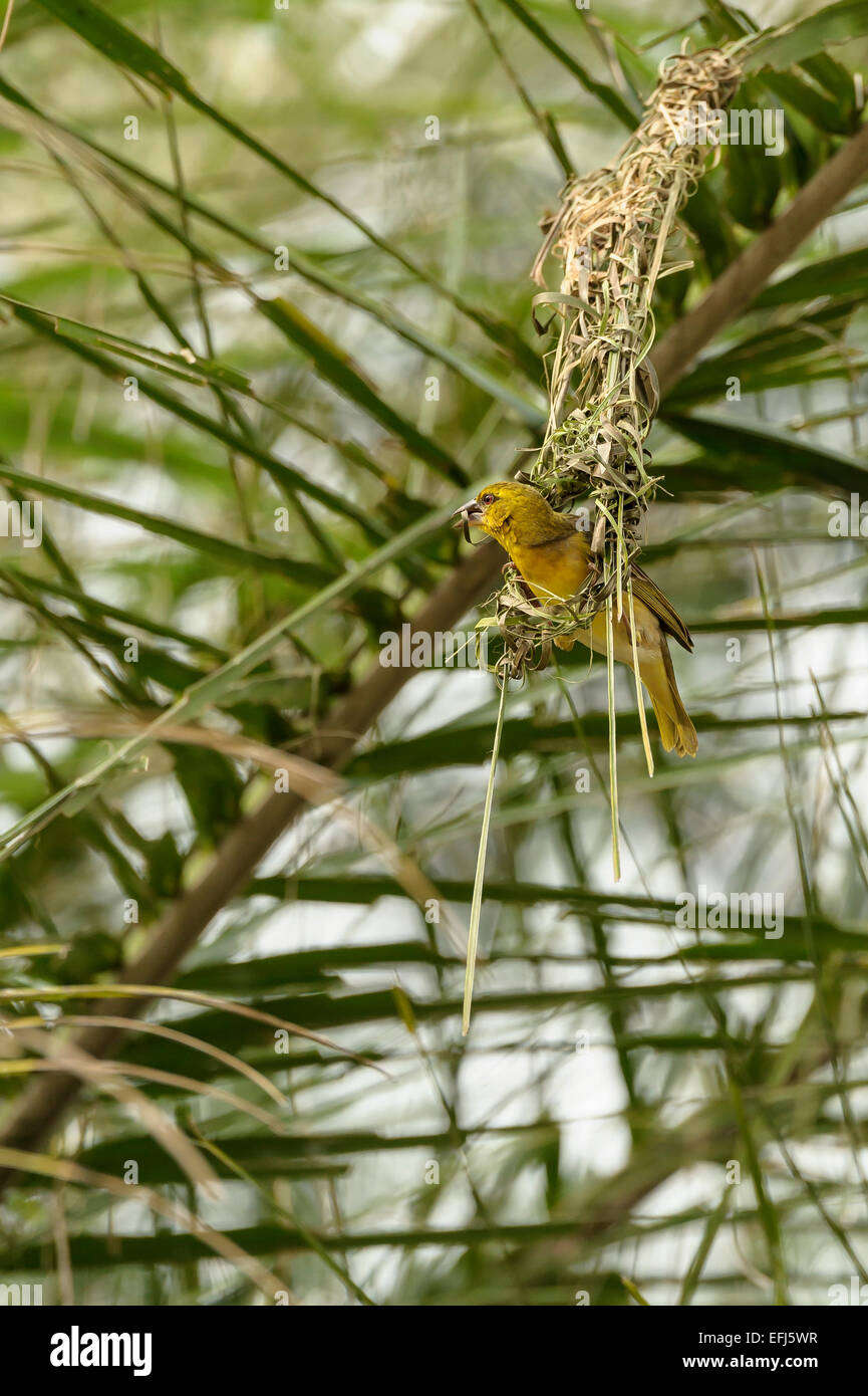Adult male yellow weaver bird (Ploceus subaureus) builds the foundations of a spherical nest. Bird behaviour avian behavior Stock Photo
