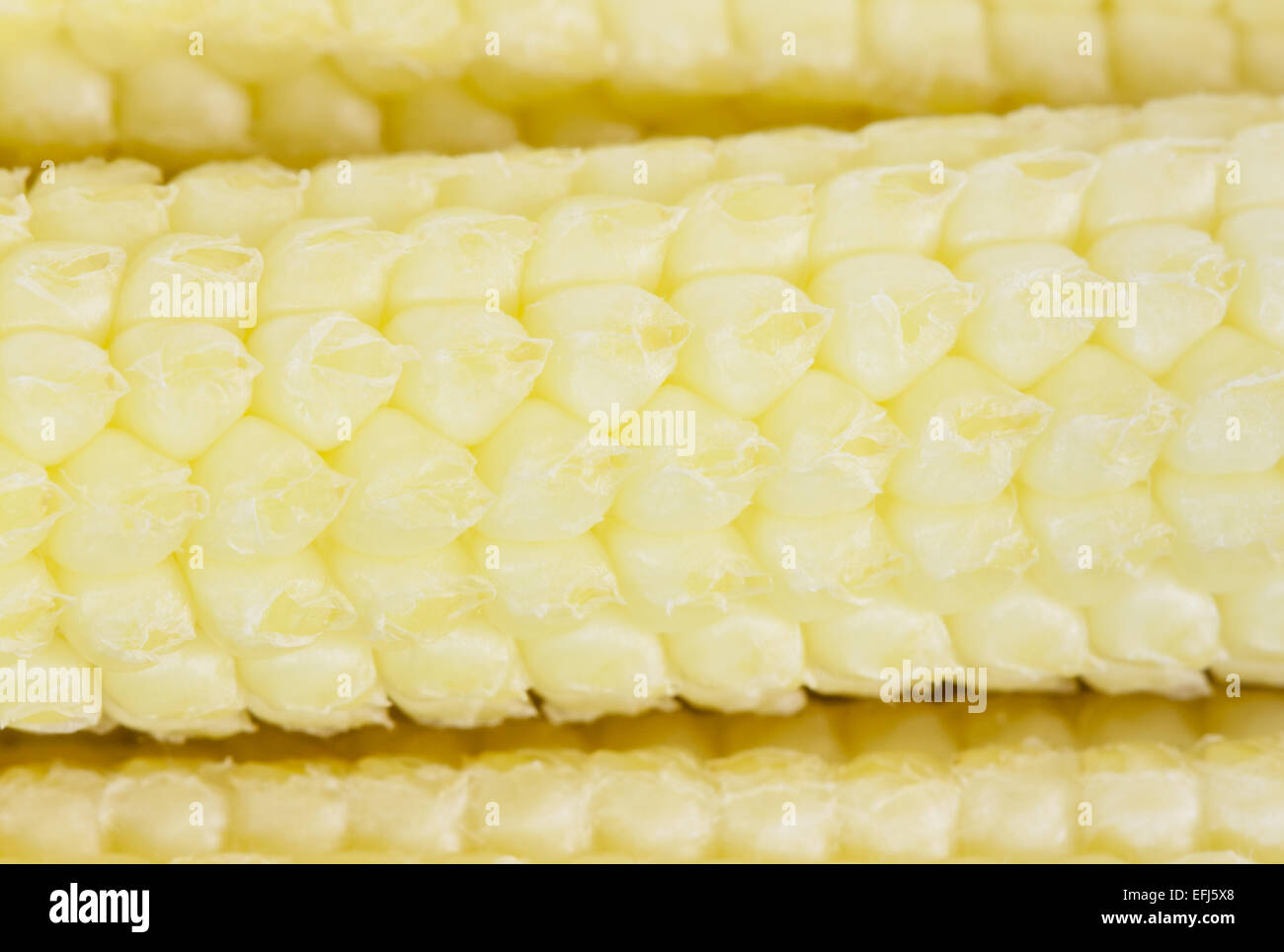 Macro image of baby corn ear (aka candle corn) revealing the tiny details of its kernels/grains. The image has a shallow DOF. Stock Photo