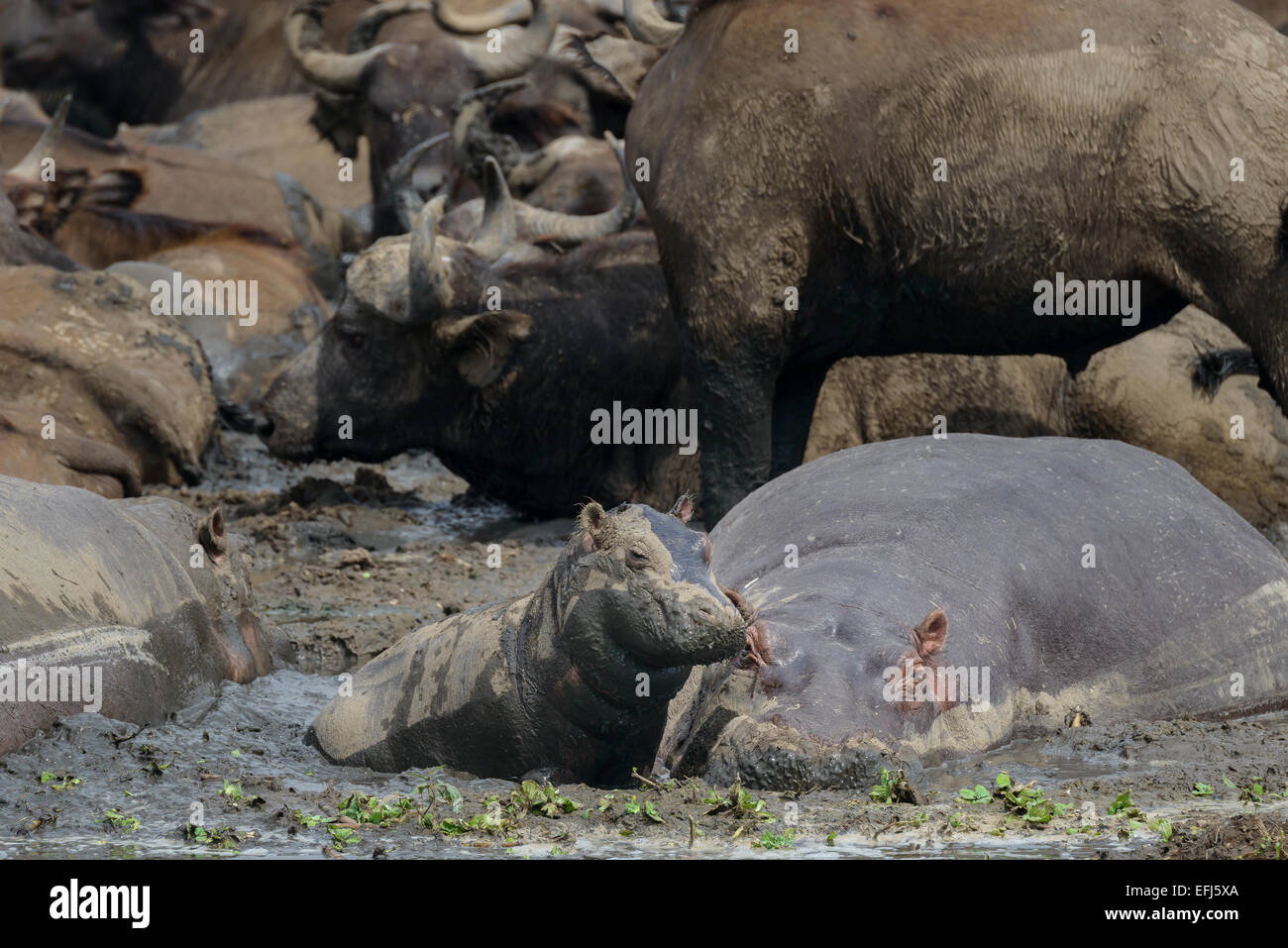 Infant hippopotamus and mother on muddy banks of Lake Edward, Uganda. A buffalo is behind. Stock Photo