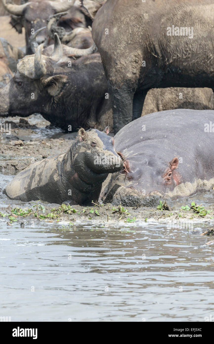 A Ugandan mammal animal - Infant hippopotamus stays close to its mother on the muddy banks of Lake Edward, Uganda. Stock Photo