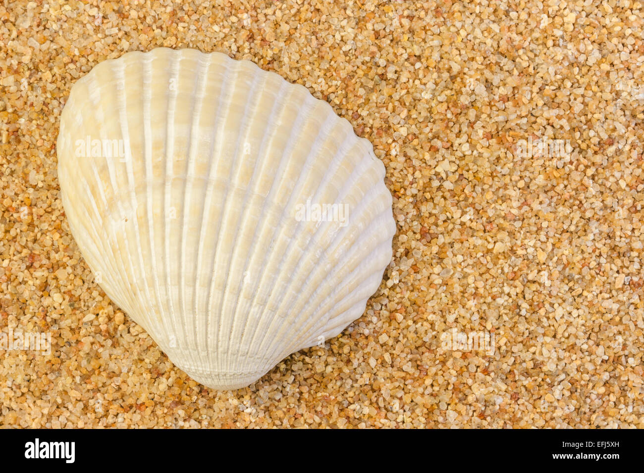 Closeup image of a cockle shell lying on a bed of coarse sand and revealing its natural patterns. Stock Photo