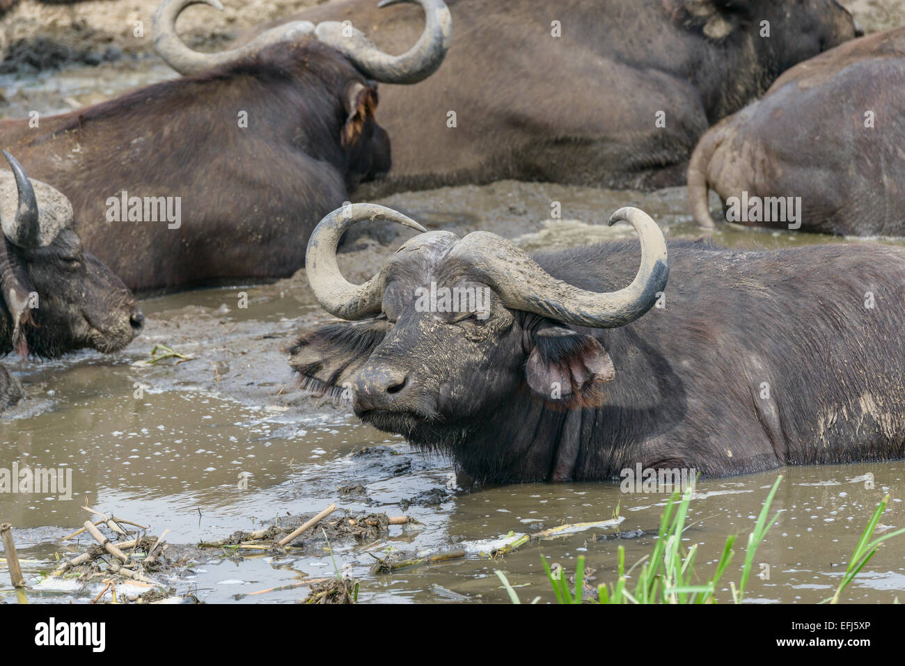 Ugandan mammals wildlife - Adult African (Cape) a buffalo buffalos buffaloes on the muddy banks of Lake Edward, Uganda. Stock Photo