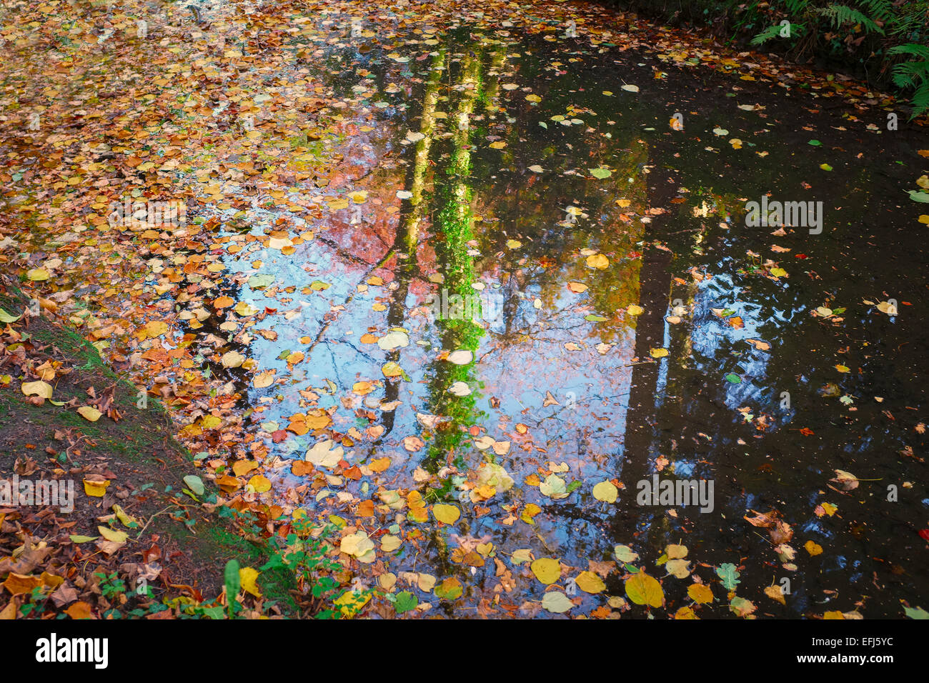 Autumnal Fall leaves floating in a pond lake stream with reflected trees and shadow. Stock Photo