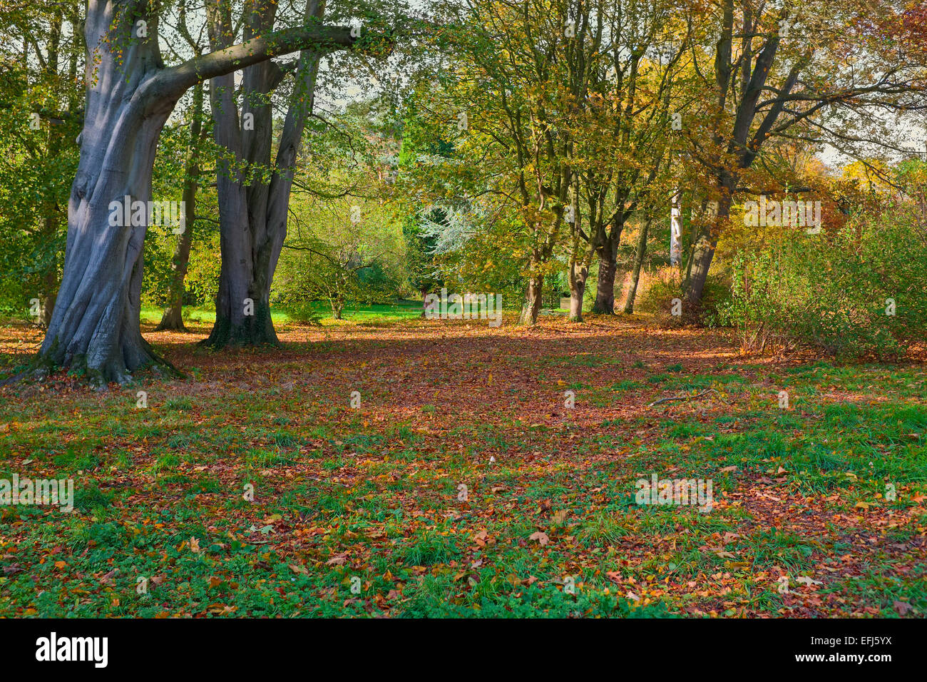 Colourful colorful red-orange autumn fall autumnal leaves in a grassy woodland. Stock Photo