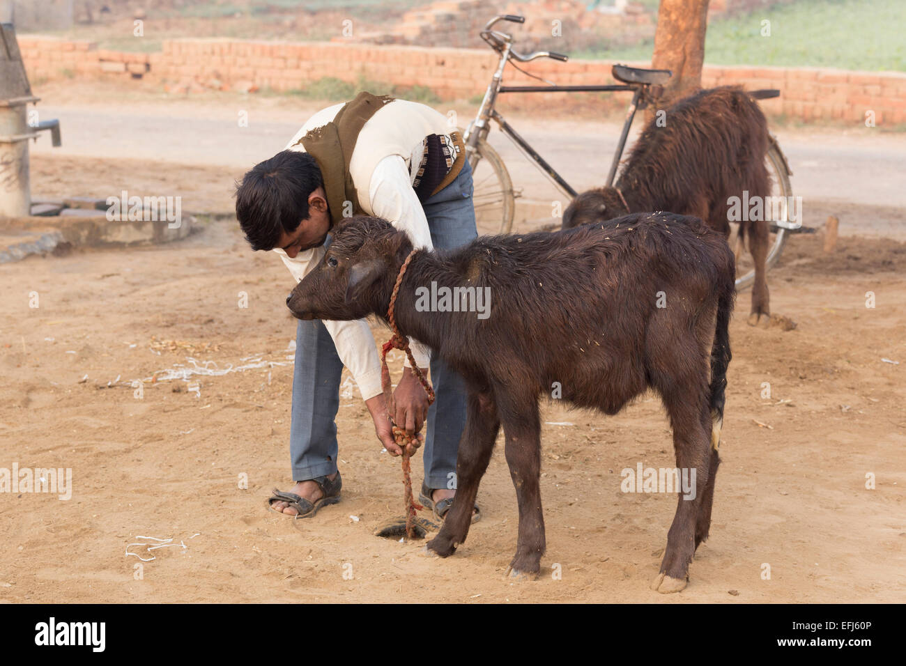 India, Uttar Pradesh, Agra, Indian farmer tying young buffalo calf to stake Stock Photo