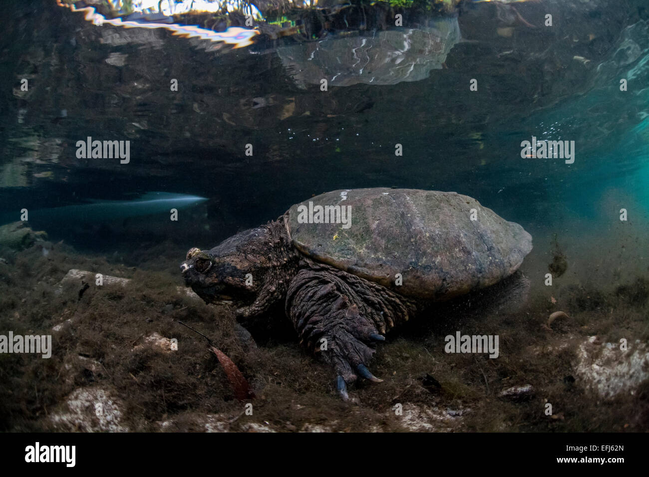Common Snapping Turtle (Chelydra serpentina), Crystal River, Florida, United States Stock Photo