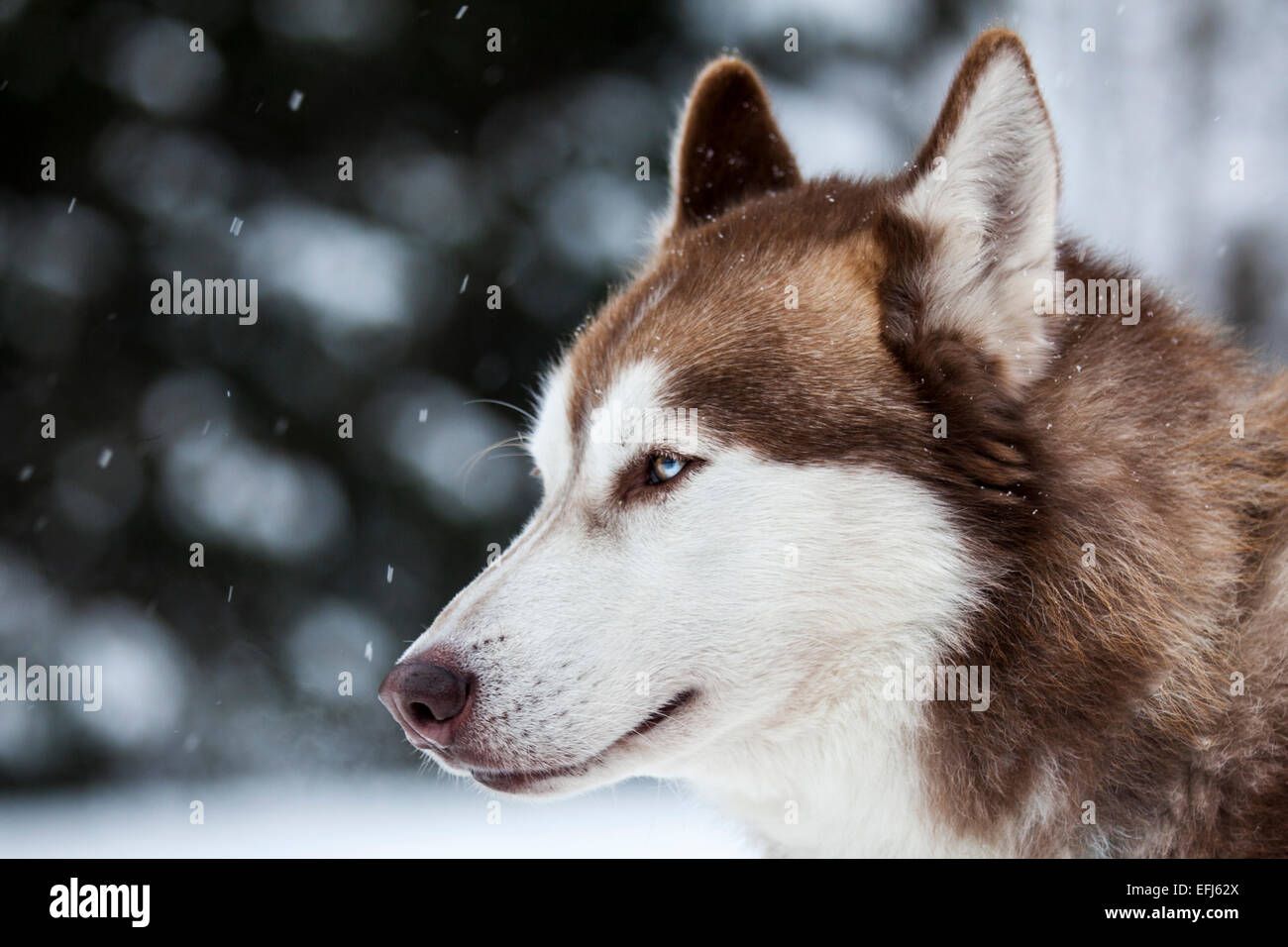Husky With Brown And Blue Eyes High Resolution Stock Photography And Images Alamy