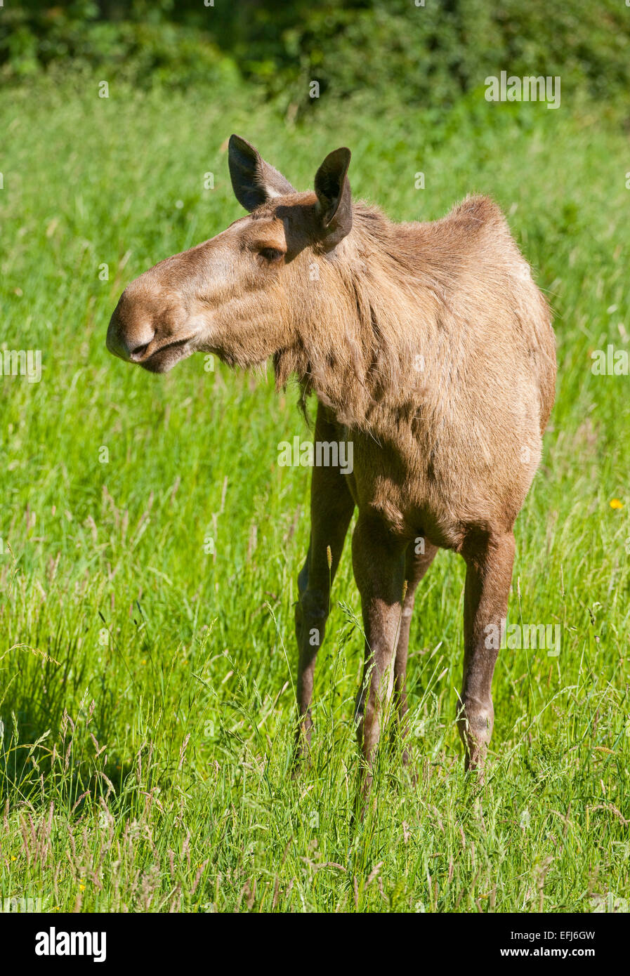 Eurasian Elk (Alces alces), cow elk, captive, Lower Saxony, Germany Stock Photo